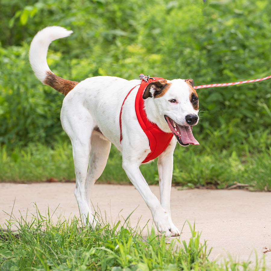 KONG Comfort Dog Harness – Red Medium Adjustable Padded Fit
